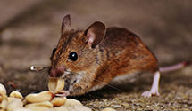 24 Hour & Emergency Exterminators in Saint Martinville, LA